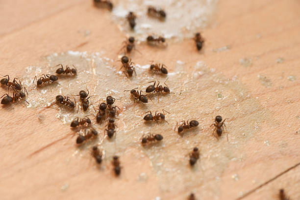 Best Mosquito Control Services  in Star Valley, AZ
