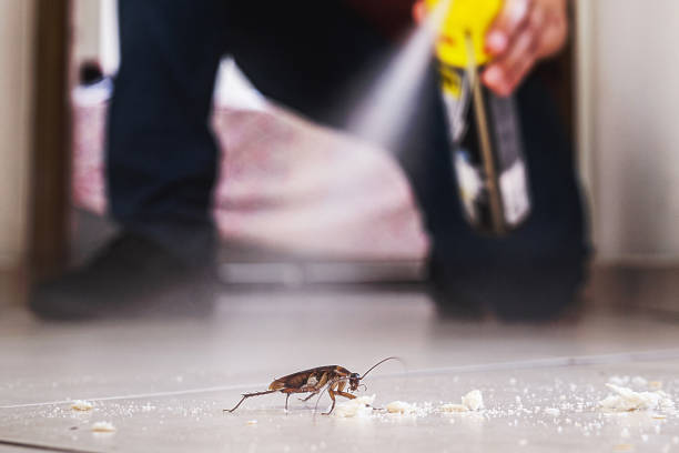 Best Local Pest Control Services  in Star Valley, AZ