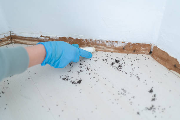 Best Flea Control Services  in Star Valley, AZ